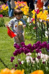 Tulip Festival, Albany
