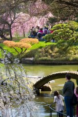 Brooklyn Botanical Gardens, NYC